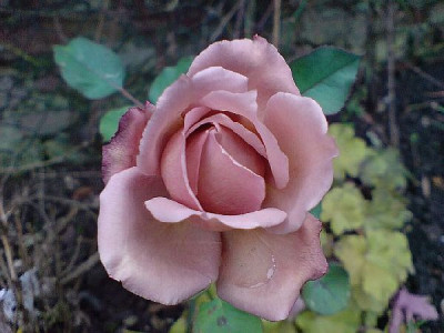 morbide_rose_ende_dezember_07_2.jpg