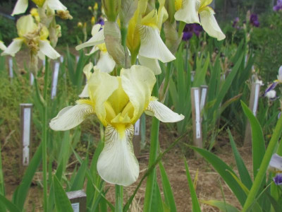 flavescens Ingeborg.JPG