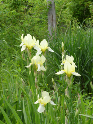 2021-06-03 Iris 1.jpg