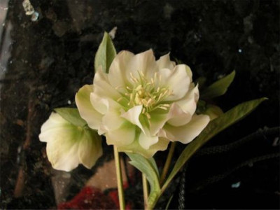 Helleborus.orientalis.Wilgenbroek.Selektion1.jpg