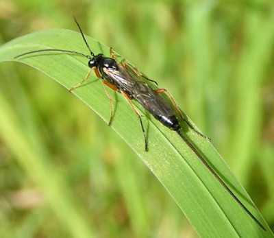 Ichneumonidae_-_Schlupfwespe_13b.jpg