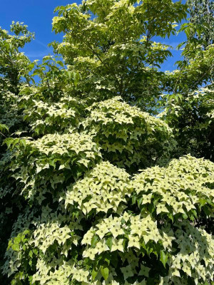 Cornus kousa Milky Way Juni 2021.jpg