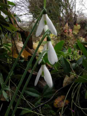 Galanthus_elwesii_var._monostictus_Hiemalis_Group0001.JPG