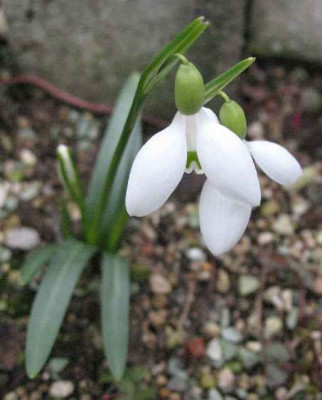 IMG_Galanthus_rizehensis_2281.JPG