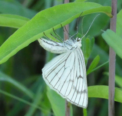 Aporia crataegi 210616 k.jpg