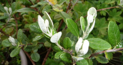 feijoa.jpg