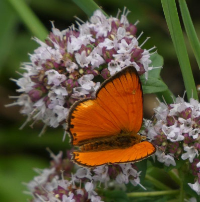 Lycaena virgaureae 210704 k.jpg