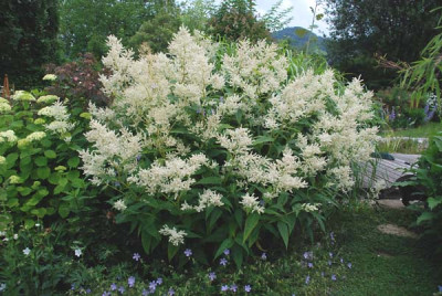 aconogonum_johanniswolke_07_kat.jpg