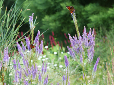 2021-07-24 Gartenimpressionen 2.jpg