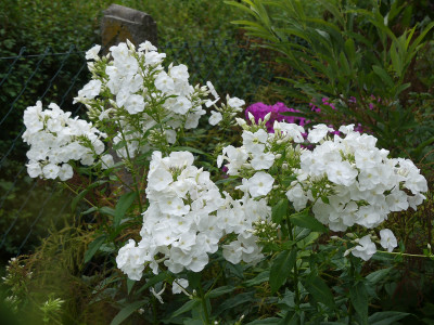 2021-08-03 Phlox 'Monte Cristallo' 1.jpg