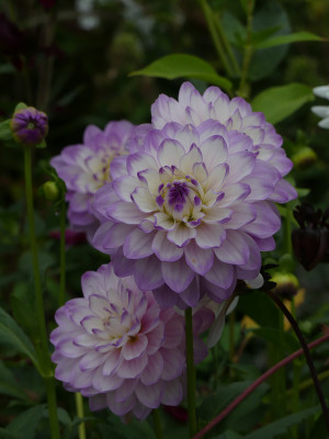 2021-09-12 Dahlia 1.jpg