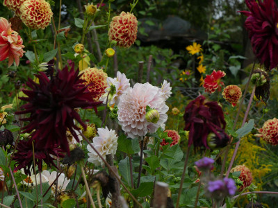 2021-09-12 Dahlia 2.jpg