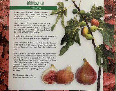 Brunswick_BaudFigues.jpg