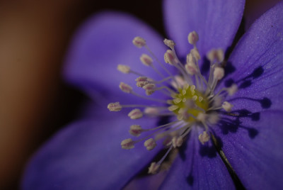 hepatica_08_1.jpg