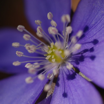 hepatica_08_2.jpg