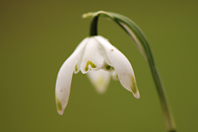 Gloeckchen-Feb2008.jpg