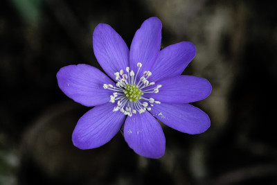 Hepatica-das-Erste.jpg