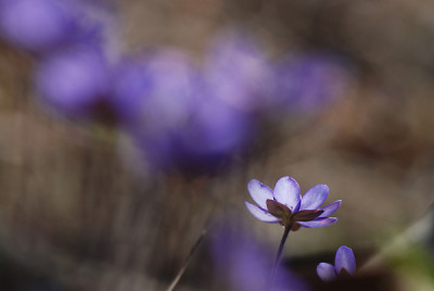 hepatica_01_feb.jpg