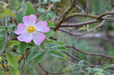 cistus-Grayswood_Pink.21-3.jpg