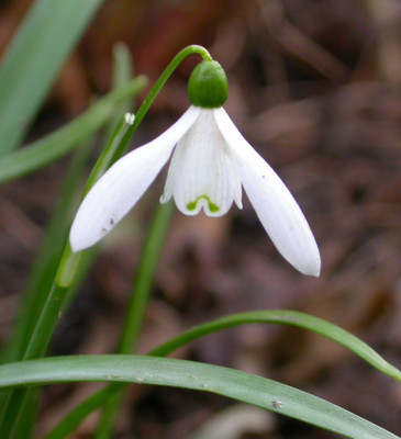 Schneeglockchen_2.jpg