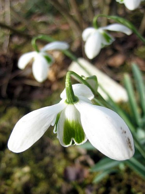 Galanthus_Dionysus_1.1.jpg