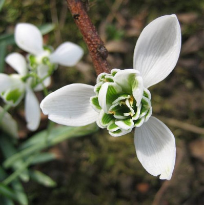 Galanthus_Dionysus_2.1.jpg