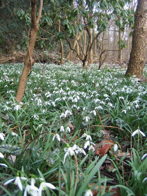 galanthus_fobo_9441.jpg