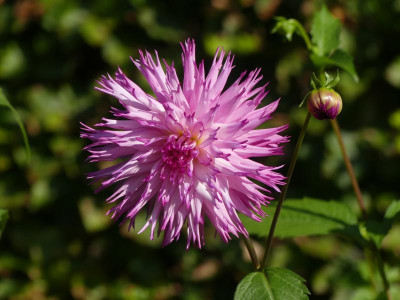 2021_1007HH2021Dahliengarten0012.JPG