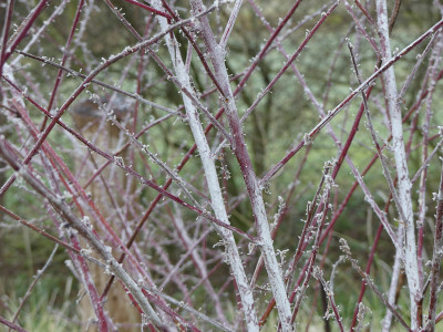 2021-12-11 Rubus thibetanus 'Silver Fern' 2.jpg