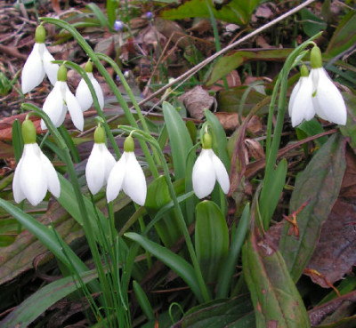 Galanthus_Washfield_Warham_015.jpg