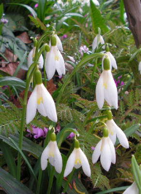 Galanthus_nivalis_001.jpg