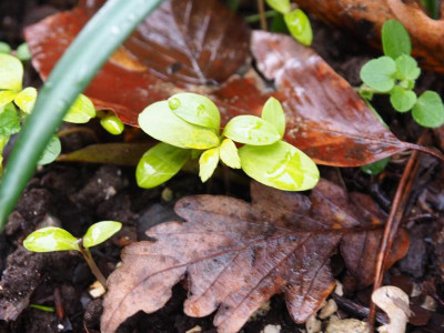 Helleborus foetidus Gold Bullion P1210006.JPG