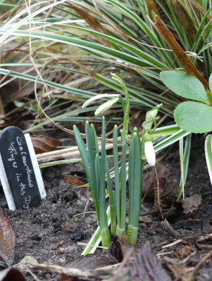 2022-01-29 Galanthus 'Finger in the Dyke' 1.jpg