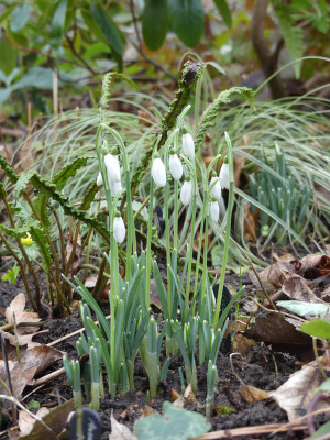 2022-01-29 Galanthus 'Cornwood' 1.jpg