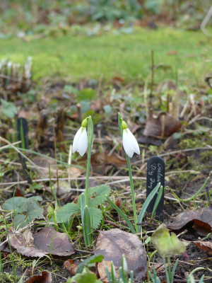 2022-01-29 Galanthus 'Ding Dong' 1.jpg