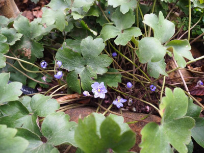 Hepatica transsilvanica P1300050.JPG