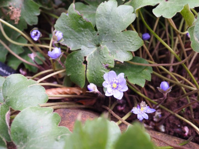 Hepatica transsilvanica P1300052.JPG