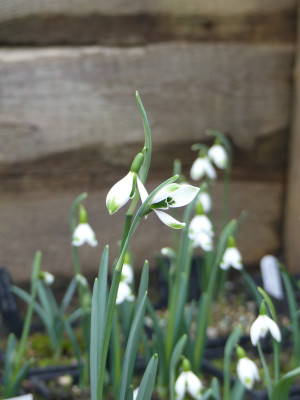 2022-02-10 Galanthus 'Caryl Baron'.jpg