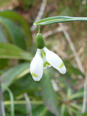 2022-02-10 Galanthus 'Essex Girl'.jpg