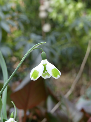 2022-02-10 Galanthus 'Pieces of Eight'.jpg