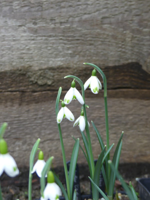 2022-02-10 Galanthus 'Cinderella'.jpg