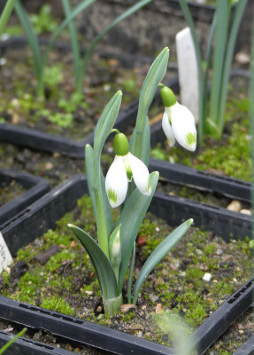 2022-02-10 Galanthus 'Dodo Norton'x'Amy Doncaster'.jpg