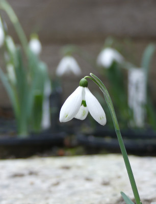 2022-02-10 Galanthus 'Mephisto'.jpg