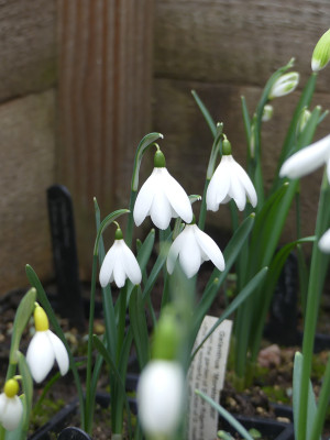 2022-02-10 Galanthus 'Moreton Mill' 1.jpg