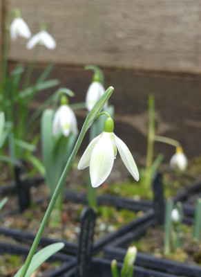 2022-02-10 Galanthus 'Northern Lights'.jpg