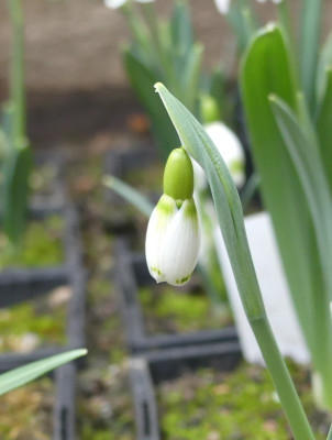 2022-02-10 Galanthus 'Wol Staines'.jpg