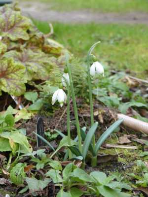 2022-02-10 Galanthus 'Greenfinch'.jpg