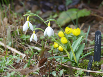 2022-02-10 Galanthus 'Wendy's Gold'.jpg