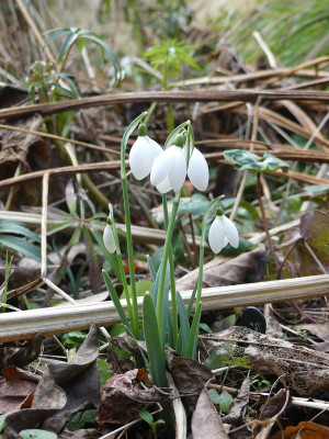 2022-02-10 Galanthus 'Ketton'.jpg