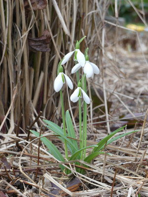 2022-02-10 Galanthus 'The Pearl'.jpg